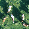 Grasende Kühe aus Vogelperspektive