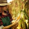 Ein Bauer hält eine Maiskolbe in der Hand