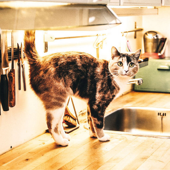 Katze auf Küchenzeile