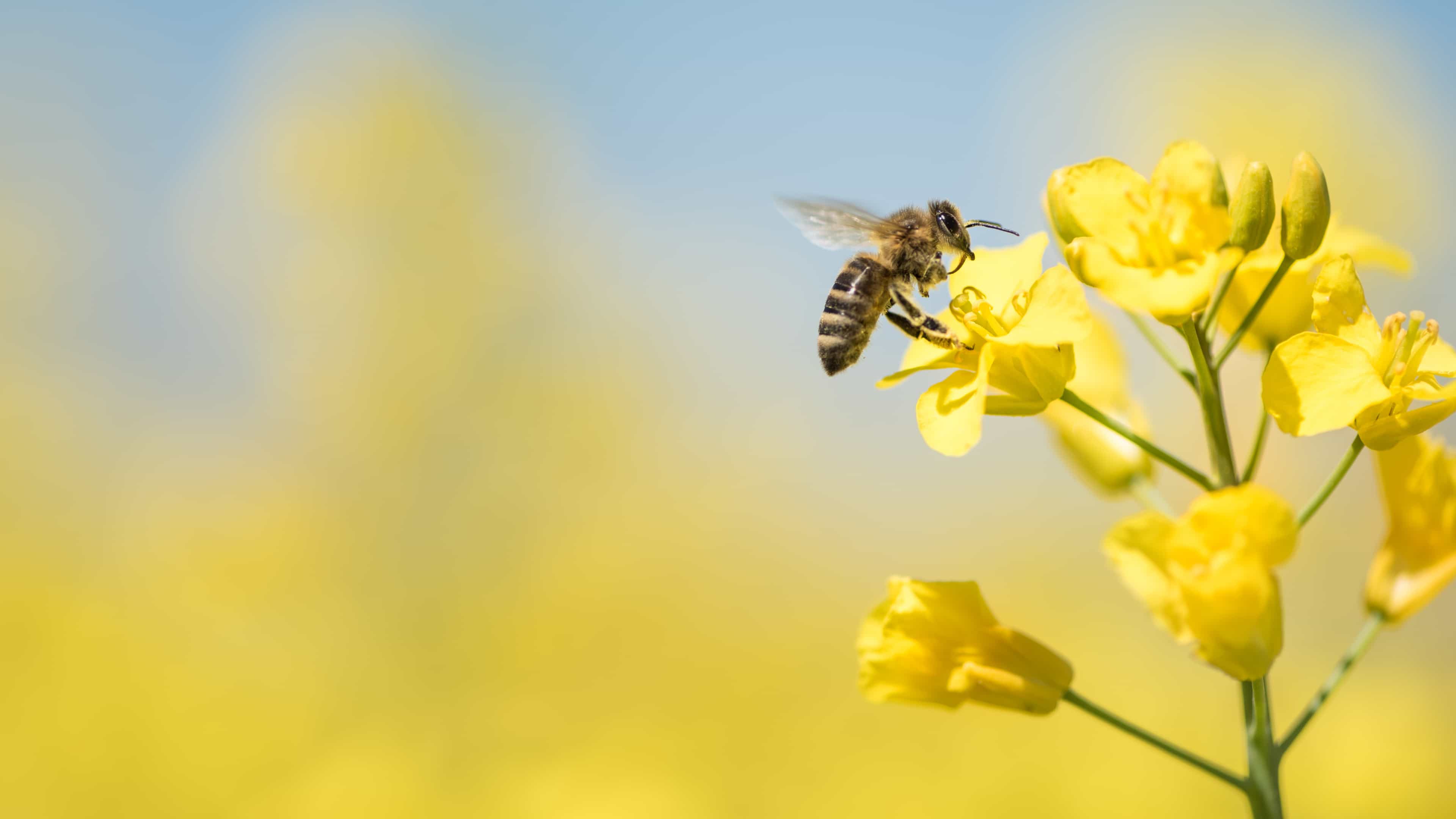 Biene sitzt auf einer gelben Blüte