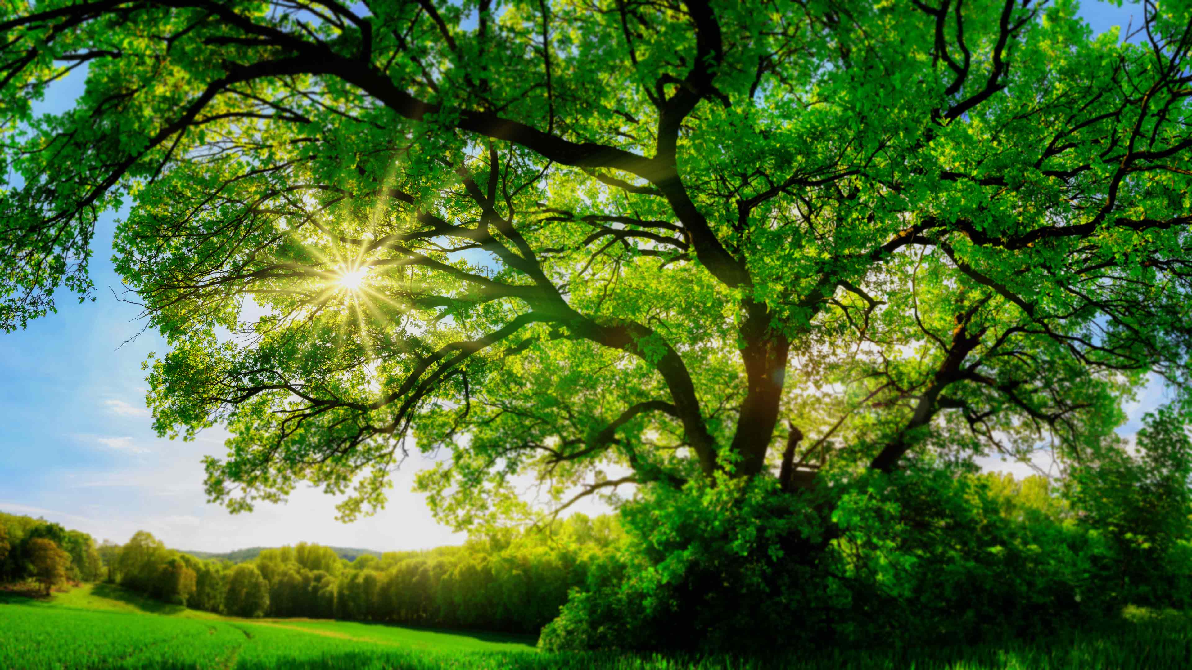 Sonnenstrahlen scheinen durch Baum