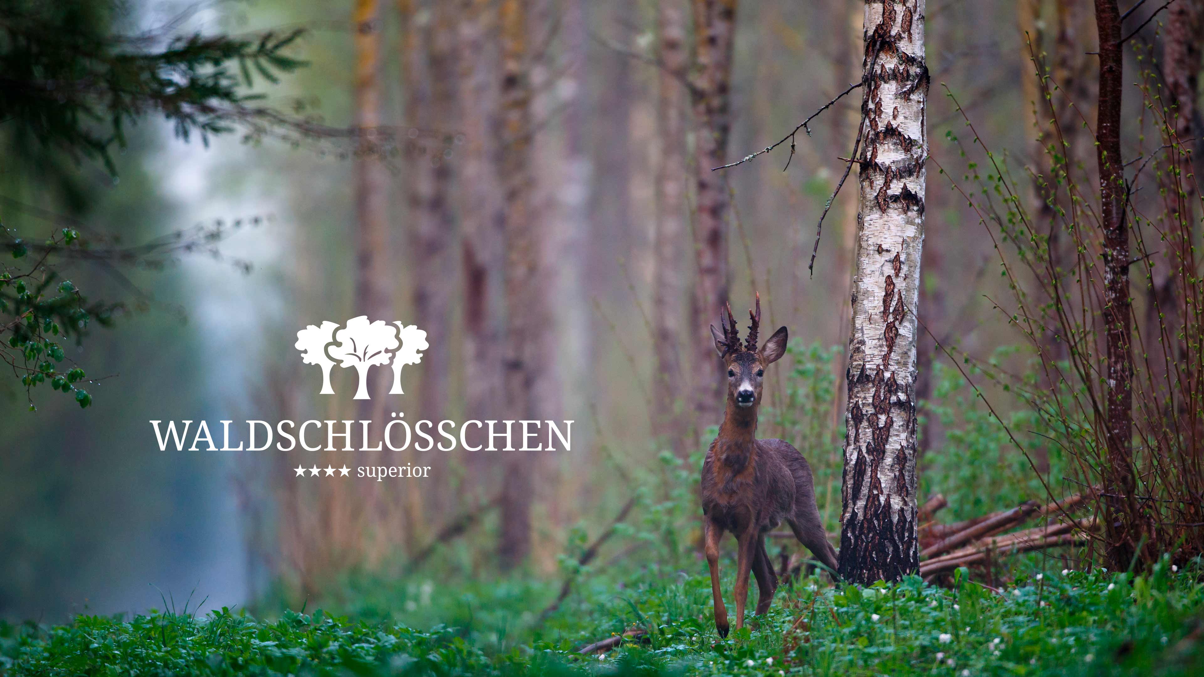 Hirsch steht im Wald