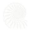 Weißer Ammonit vor weißem Hintergrund