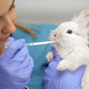 Tierärztin füttert weißes Kaninchen