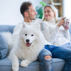 Lächelndes Pärchen mit weißem Hund auf Sofa