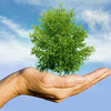 Eine Hand hält eine grünen Baum