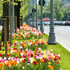 Bunte Tulpen auf Grünstreifen an befahrener Straße