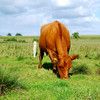 Weidende braune Kuh auf grüner Wiese