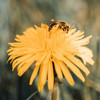 Nahaufnahme einer Blüte mit einer Biene drauf