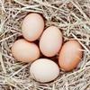 Fünf Eier liegen in einem Strohnest
