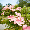 Pinke Blumen in Nahaufnahme