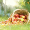 Strohkorb gefüllt mit Äpfeln