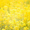 Gelbe Rapsblüten im Frühling