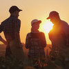 Drei Bauern stehen im Feld bei Sonnenuntergang