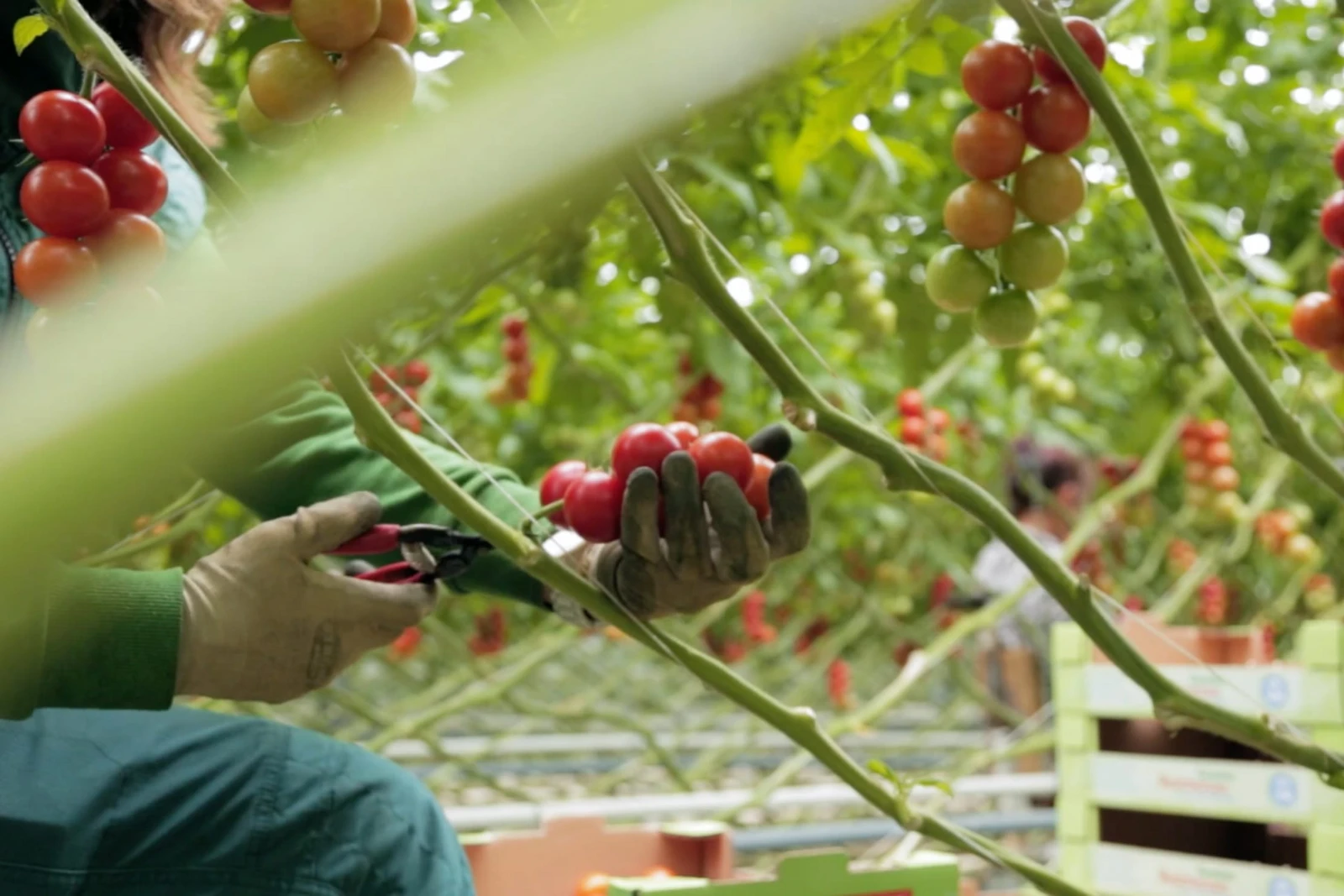 Eine Person pflückt Tomaten