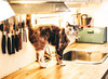 Dunkle Katze auf Küchenzeile