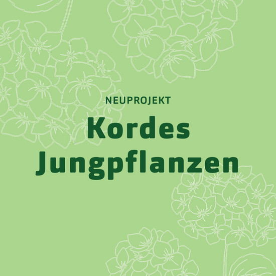 Neuprojekt: Kordes Jungpflanzen auf hellgrüner Kachel