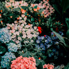 Bild von bunten Blumen
