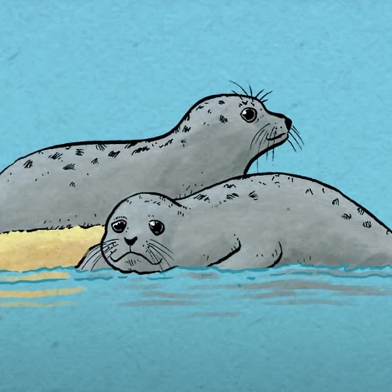 bb_anim_wwf_wattenmeer_teaser