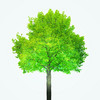 Hellgrüner Baum mit gräulichen Baumstamm