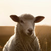 Porträtaufnahme eines Schafes
